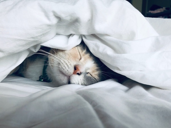 Do absolutely nothing - cat in bed