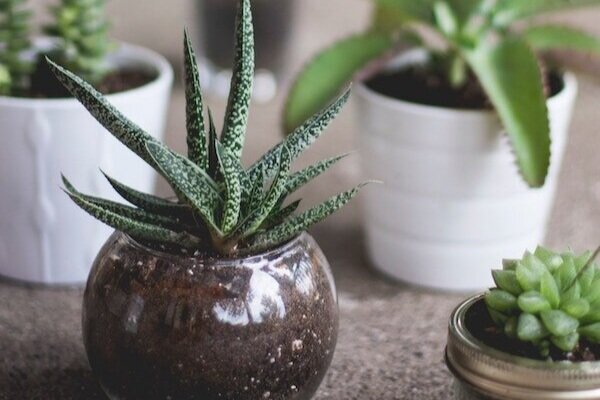 Succulents for Green Productivity