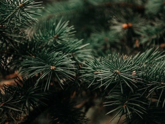 Pine Winter Essential Oil Image
