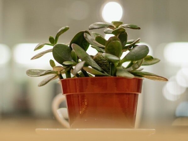 Jade Plant Easy To Care For Plants