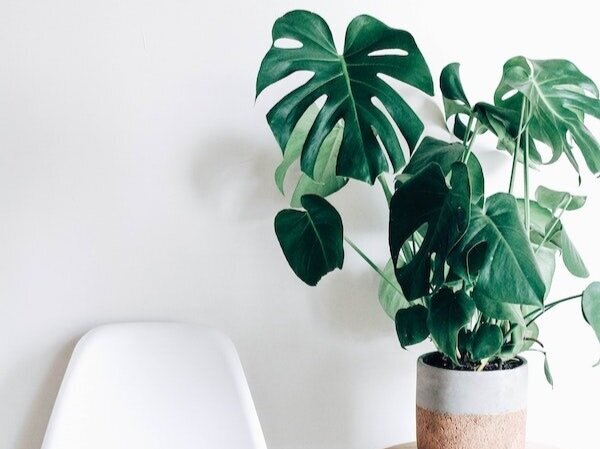 Monstera Easy To Care For Plants