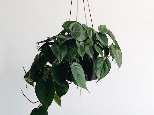 Pothos Easy To Care For Plants