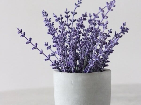 5 Essential Oils for Spring Lavender