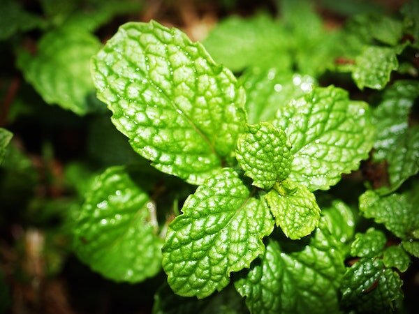 5 Essential Oils for Spring Peppermint